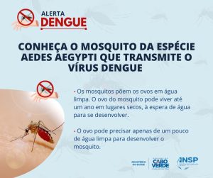 Conheça o mosquito da espécie Aedes aegypti que transmite o vírus dengue (2)