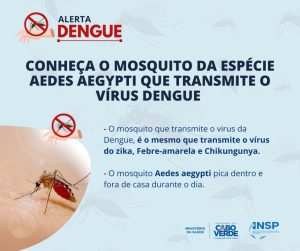 Conheça o mosquito da espécie Aedes aegypti que transmite o vírus dengue